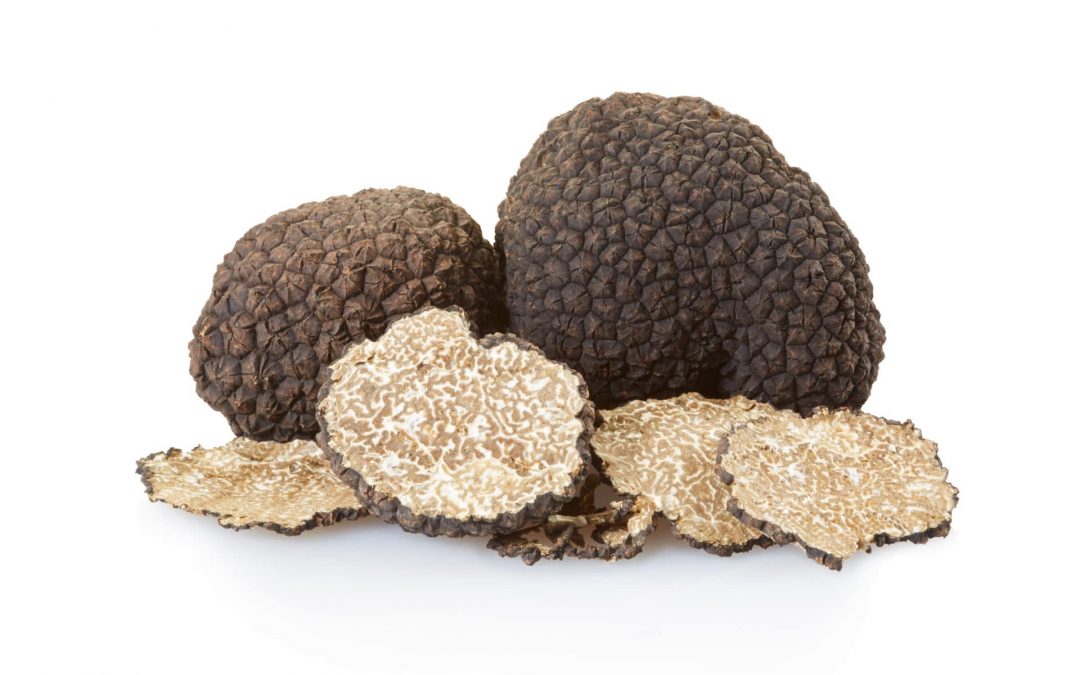 Rencontre autour de la truffe